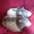 :icondark-melodies: