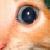 :icondark-moku: