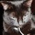 :icondark-n3k0: