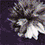:icondark-ninix: