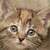 :icondark-nyan:
