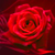 :icondark-passion-poet: