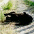 :icondark-shadowwing:
