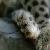 :icondark-summer-wolf: