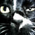 :icondark-tourniquet: