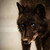 :icondark-wolf-xx: