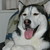 :icondarkangel8576: