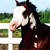 :icondarkashrl: