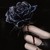 :icondarkcameleon: