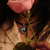:icondarkcongregation: