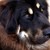 :icondarkcookiez: