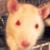 :icondarkcousin: