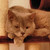 :icondarkcrusader: