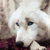 :icondarkcynder64: