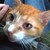 :icondarkdemicat: