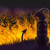 :icondarkdoomhound2: