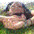 :icondarkdrag: