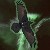 :icondarke13raven: