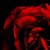 :icondarker-dreams: