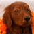 :icondarkerthanshadows: