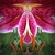 DarkEyedDeviant :icondarkeyeddeviant: