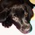 :icondarkgreenviper691: