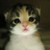 :icondarkiel: