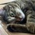 DarkLucariowolf45 :icondarklucariowolf45: