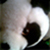 :icondarkoniisan: