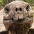 :icondarkpokemonmaster:
