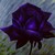 :icondarkpurpleroses: