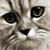 :iconDarkQueenShizuka: