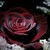 :icondarkrosesprite: