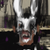 DaRkScArEcRoWs :icondarkscarecrows: