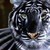 :icondarktiger91: