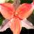 :icondarktrillium: