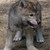 :icondarkwerewolfofthesky:
