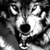:icondarkwolf162000: