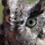 :icondarkwolf1989: