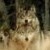 :icondarkwolf6969: