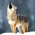 :icondarkwolffff:
