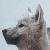 :icondarkwolfpup13: