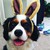 :icondarlingdog: