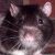 :icondarqrat: