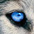 :icondarrehnblack: