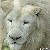 :icondarrell-666: