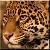 :icondarren-jaguar: