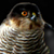 :iconDarth-Sparrowhawk: