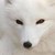 :icondas-leid-fuchs: