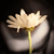 :icondas-rote: